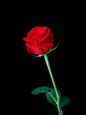 Siyah arkaplanda izole edilmiş kırmızı bir gülün yakın plan çekimi.