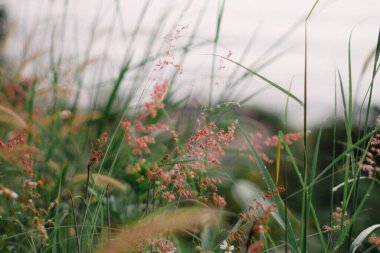 Bir çim ve çiçek tarlası.