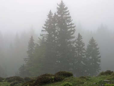 Slovenya 'daki Velika Planina yerleşim bölgesinin sisli çam ağaçlarının manzarası