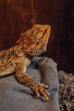 Sakallı ejderha kertenkelesinin portresi.