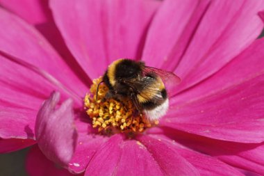 Beyaz kuyruklu yaban arısının renkli görüntüsü, Bombus 'un bahçedeki mor bir kozmos çiçeğinin üzerindeki terası.