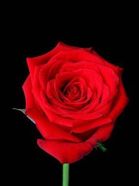 Siyah arka planda izole edilmiş güzel bir kırmızı gülün dikey çekimi.