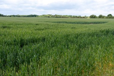 Northumberland, İngiltere 'deki olgunlaşan buğday tarlasının manzarası..