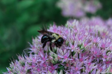 Pofuduk arı tozlaşan mor çiçeklerin yakın çekimi.