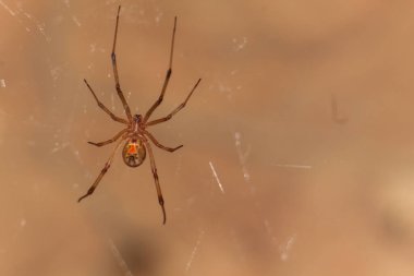 A closeup shot of a brown widow spider clipart