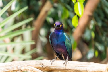 Mor bir sığırcık (Lamprotornis purpureus) dalına tünemiş seçici bir odak çekimi
