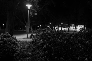Gece lambaları ön lambadaki karanlık çalılar
