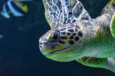 Su altında yüzen bir deniz kaplumbağasının makro portresi.