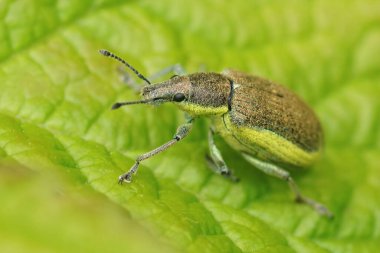 Sarı bantlı yaprak buğday bitine yakından bakın, Chlorophanus Viridis yeşil bir yaprağın üzerinde oturuyor.