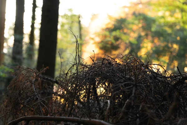 Gros Plan Des Branches Arbre Sur Fond Flou Mont Pelerin — Photo