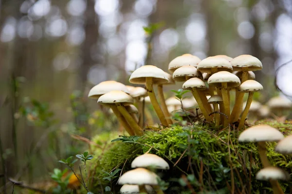 Closeup Sulphur Tuft Hypholoma Fasciculare Growing Ground Forest — Stock Photo, Image