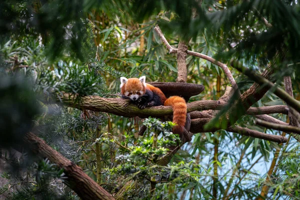 Egy Gyönyörű Kép Egy Aranyos Piros Pandáról Amint Egy Faágon — Stock Fotó