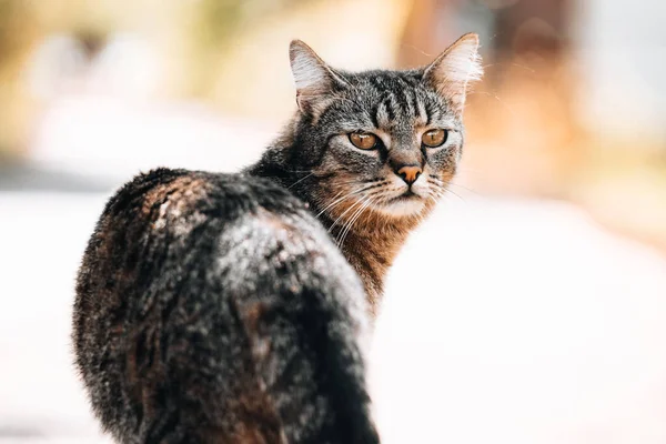 Vacker Tabby Katt Går Gatan Solig Dag Eltville Mainz Kastel — Stockfoto