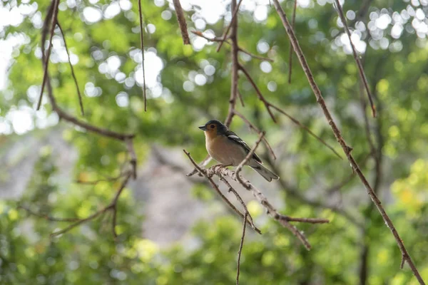 Close Shot Common Chaffinch Perched Tree Twig Blurred Background — Stock Photo, Image