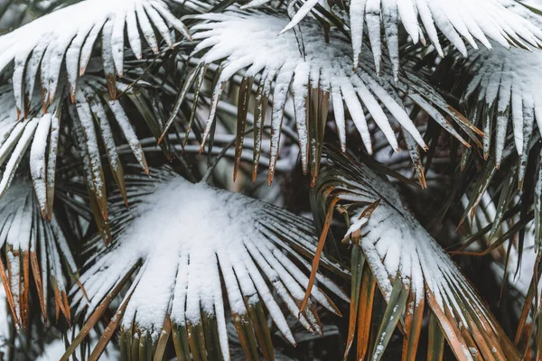 Крупный План Пальмовых Листьев Покрытых Снегом — стоковое фото