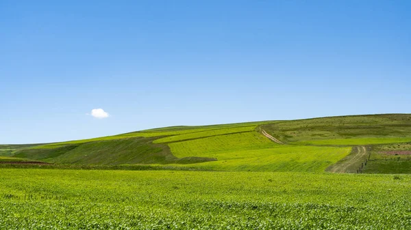 Paesaggio Rurale Con Grande Prato Verde Una Giornata Sole — Foto Stock