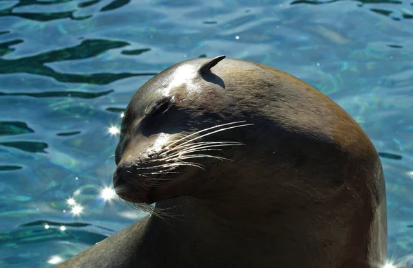 Lion Mer Bronzant Surface Contre Une Eau Claire — Photo