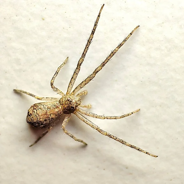 Beyaz Arka Planda Izole Edilmiş Bir Örümceğin Makro Görüntüsü — Stok fotoğraf