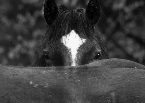 Dzikie Konie Znajdują Się Wschodnich Stokach Alberty — Zdjęcie stockowe