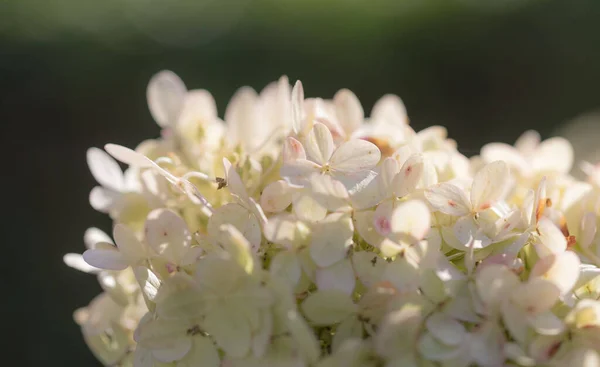 Close Van Witte Roze Bloesems Van Een Hortensia Plant Zon — Stockfoto