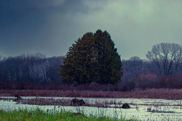 Scenic View Green Tree Growing Bank River Leafless Trees Gloomy — Stock Photo, Image