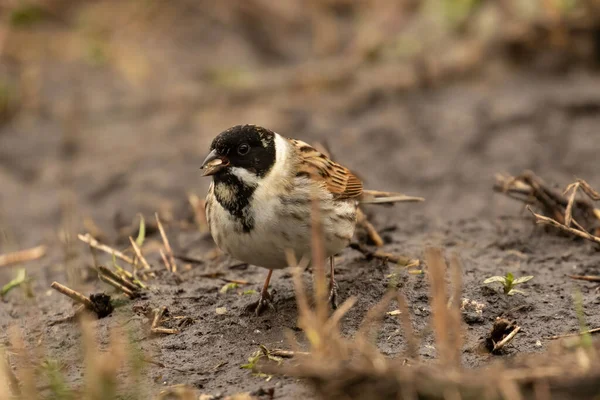 Male Reed Bunting Searching Insects Muddy Lake Shore — Stock Photo, Image