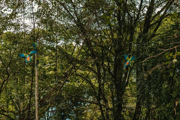 コスタリカのウビタの森の中を飛んでいるマコーのオウム — ストック写真