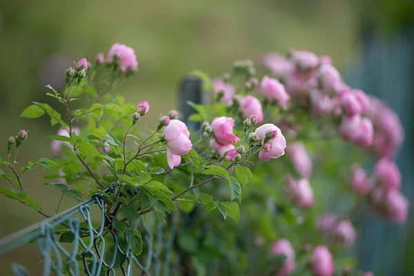 Μια Επιλεκτική Εστίαση Των Ροζ Τριαντάφυλλα Αυξάνεται Ένα Μεταλλικό Φράχτη — Φωτογραφία Αρχείου