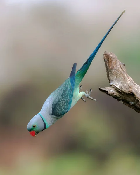 Mavi Kanatlı Muhabbet Kuşunun Yakın Plan Görüntüsü Arka Planda Izole — Stok fotoğraf