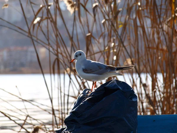 Seagull sitting on a boat\'s covered engine