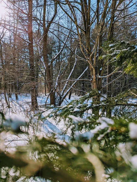 Hermoso Paisaje Nieve Derritiéndose Bosque Bajo Los Primeros Rayos Sol —  Fotos de Stock