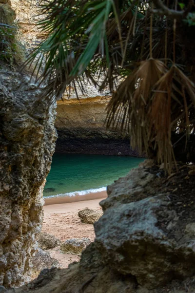 Eine Vertikale Aufnahme Der Küste Mit Tropischen Bäumen — Stockfoto