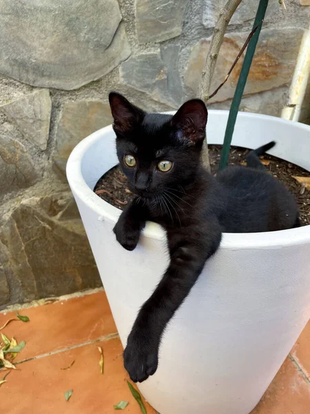 ポットの中の美しい黒い子猫の選択的な焦点ショット 周囲を注意深く見て 新しいものを発見 — ストック写真