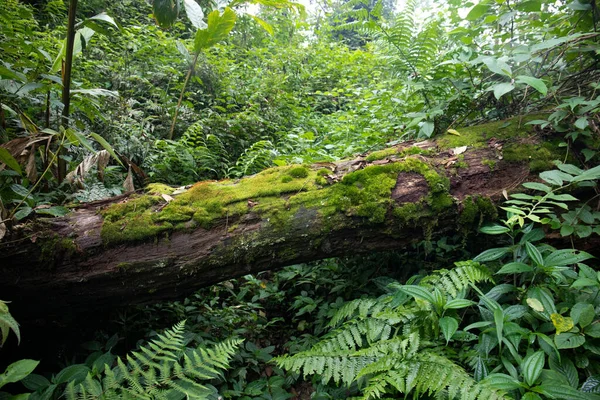 Ein Schöner Blick Auf Einen Umgestürzten Moosigen Baum Einem Wald — Stockfoto