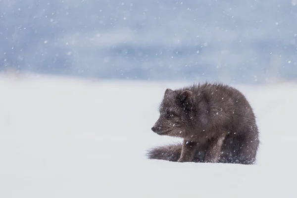 Een Schattige Arctic Fox Zittend Een Besneeuwde Grond Bij — Stockfoto