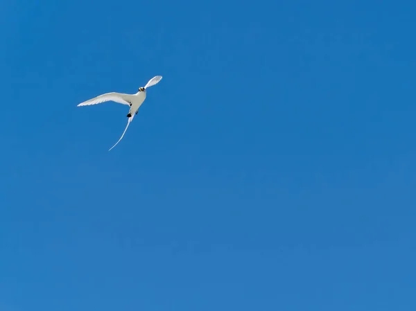 Primo Piano Uccello Tropicale Dalla Coda Bianca Contro Cielo Blu — Foto Stock