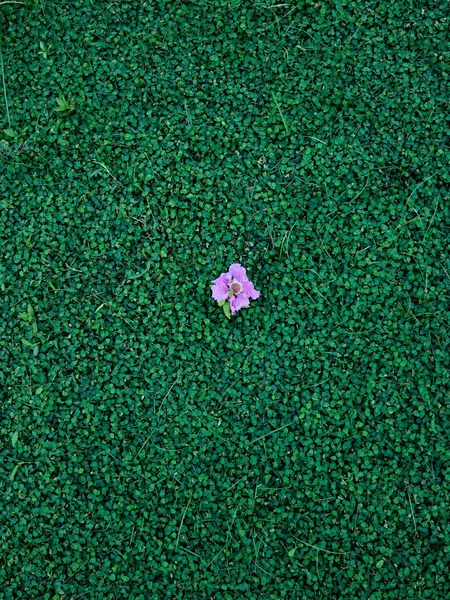 浅紫色花朵的顶视图 — 图库照片
