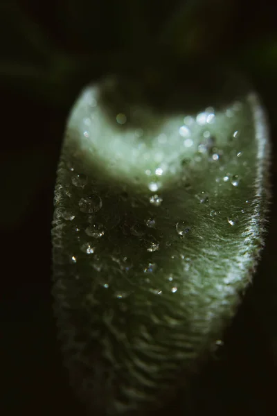 Закрыть Макрофотографию Растения Неглубокой Глубиной Резкости — стоковое фото