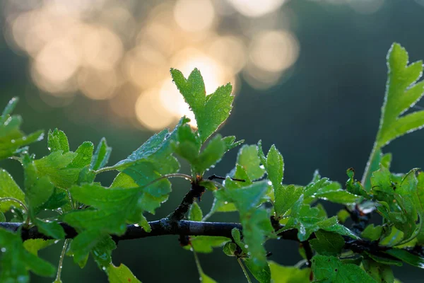 Bokeh Arka Plandaki Daldaki Taze Islak Yeşil Yapraklar — Stok fotoğraf