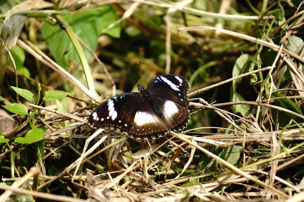 Close Black White Butterfly Grass Patch — Stock Photo, Image
