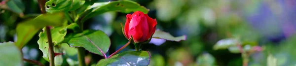 Hermoso Primer Plano Una Rosa Roja Flor —  Fotos de Stock