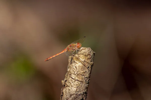 Ένα Μακροσκοπικό Πλάνο Ενός Κόκκινου Common Darter Ένα Ξηρό Κλαδί — Φωτογραφία Αρχείου