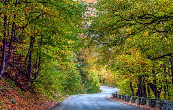 秋の森の空中風景 — ストック写真