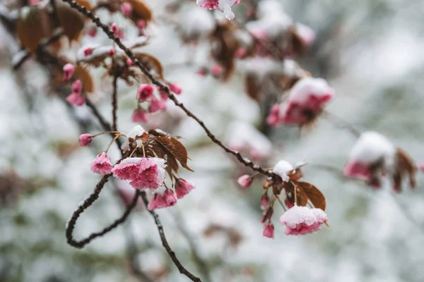 Eine Auswahl Von Blumen Die Einem Frühlingstag Mit Schnee Bedeckt — Stockfoto