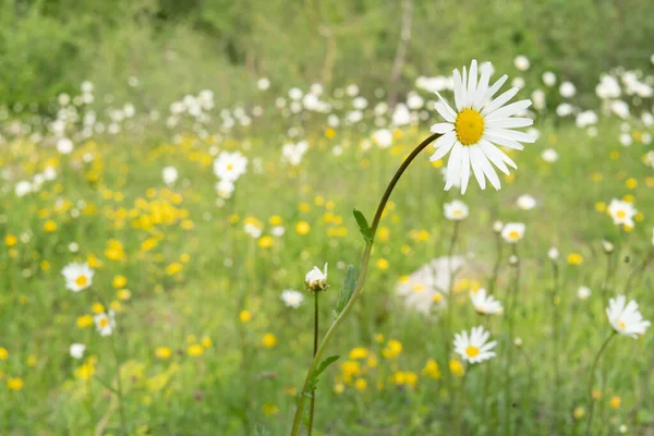 田野里白色雏菊的选择性聚焦镜头 — 图库照片