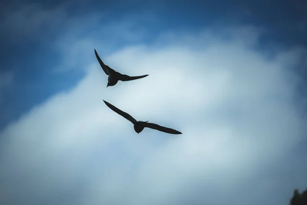 Een Close Shot Van Twee Merels Die Hoog Bewolkte Lucht — Stockfoto