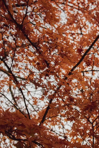 Pionowe Ujęcie Jasnej Jesieni Listowie Drzewie Liście Klonu Japońskiego — Zdjęcie stockowe