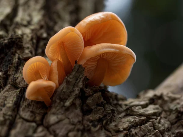 Yaşlı Enoki mantarlarından oluşan bir grup (Flammulina velutipes)