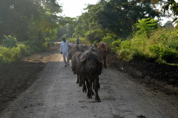農家のある森の道の真ん中に立つ水牛の群れ — ストック写真