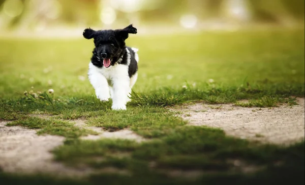 Simpatico Cane Che Corre Nel Parco — Foto Stock